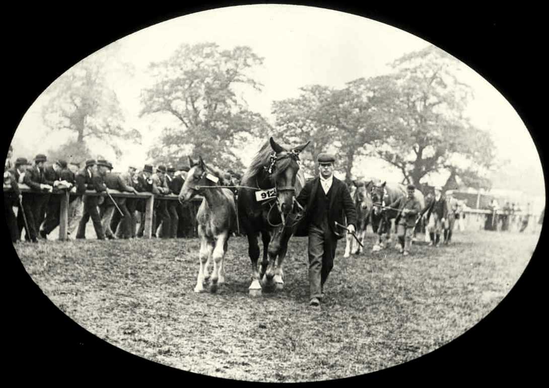 Altrincham Show horses, early 1900s