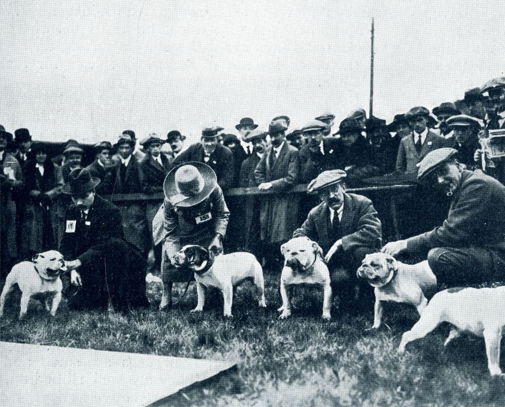 Bull dog show, 1919
