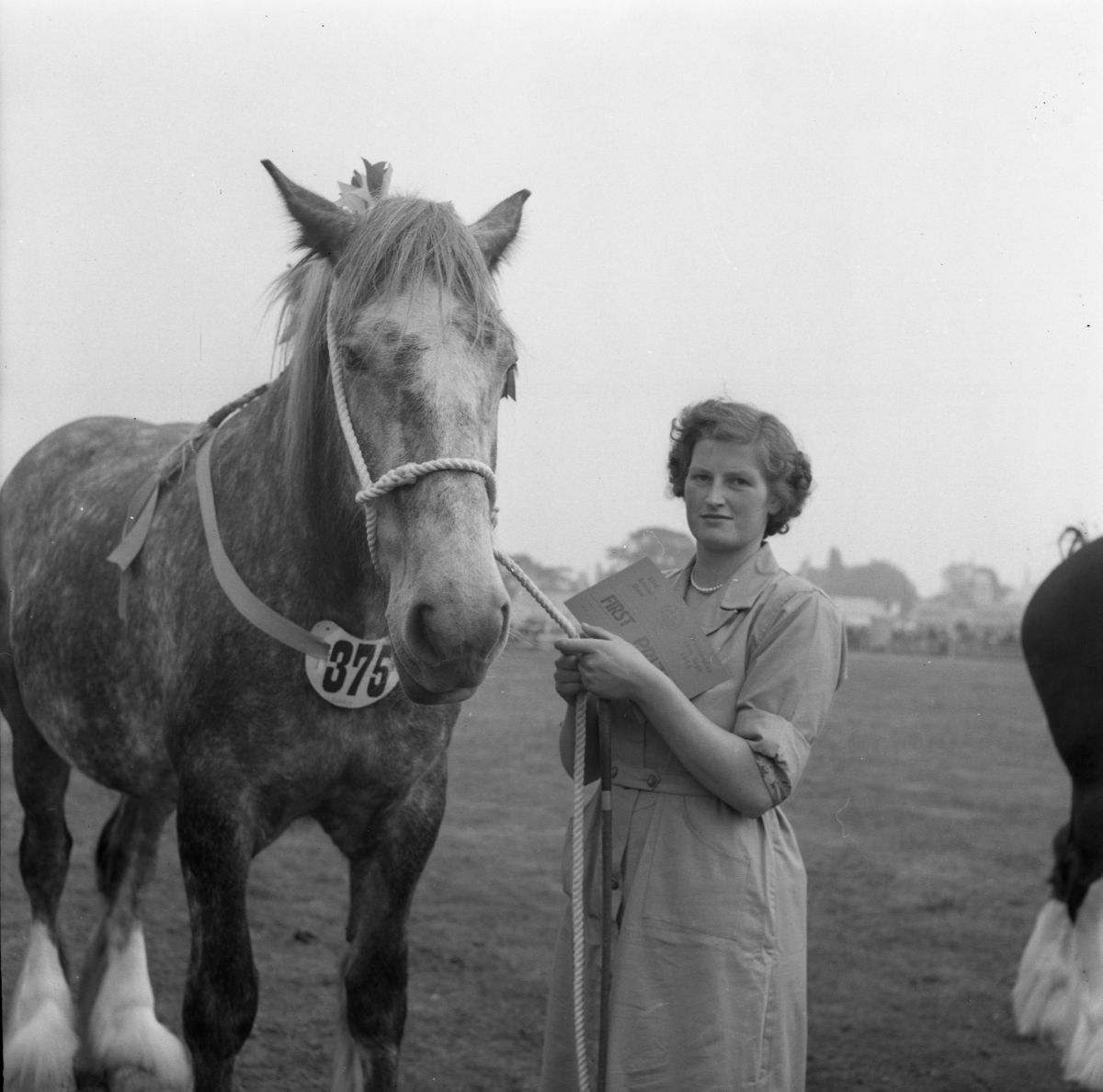 Shire horse prize, 1958, Ian Gee
