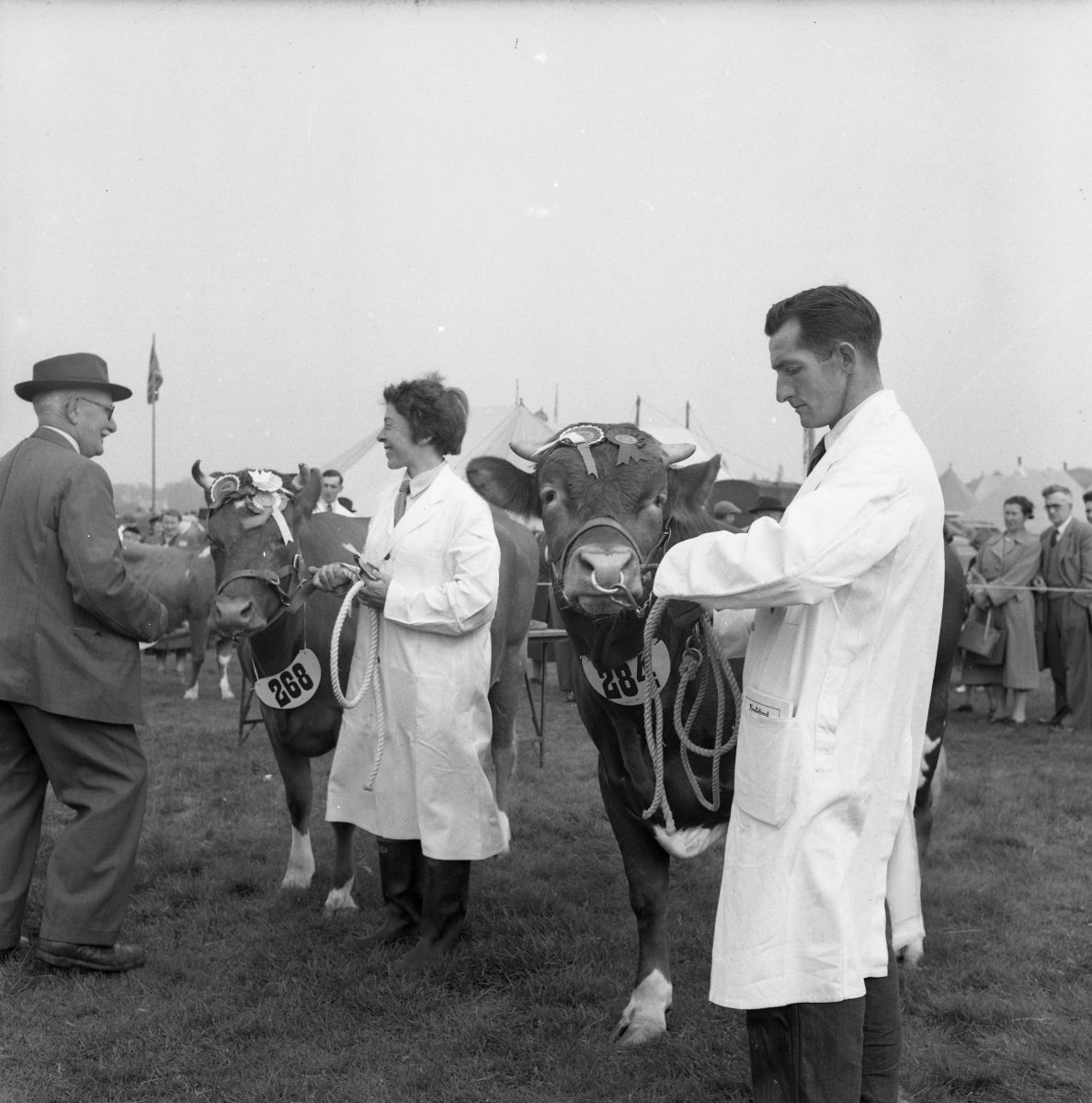 Cattle prizes, 1958