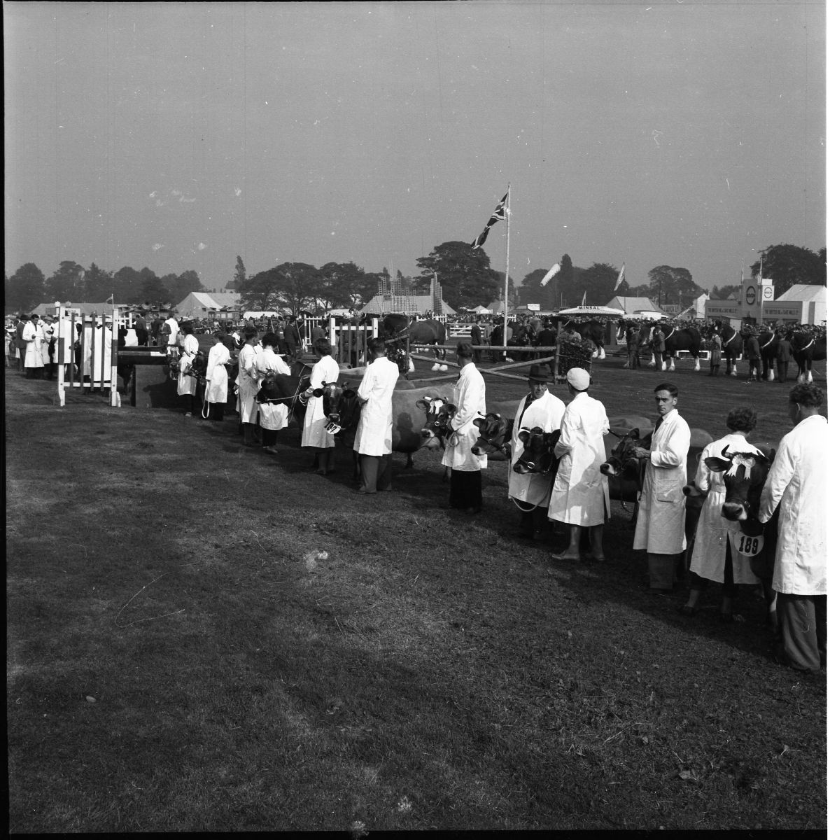 Altrincham Show, cattle prizes, 1958