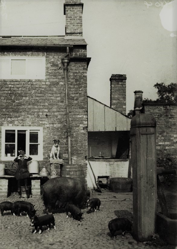 Barrow House, Hale Barns farmyard copper, pump and pigs